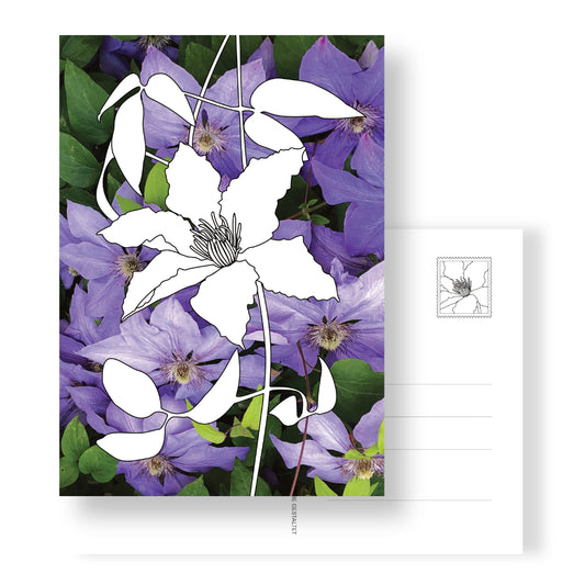 Postkarte mit Ausmalmotiv "Clematis" mit Clematis-Fotohintergrund. Rückseite mit Adressfeld und einer Clematis-Briefmarke.