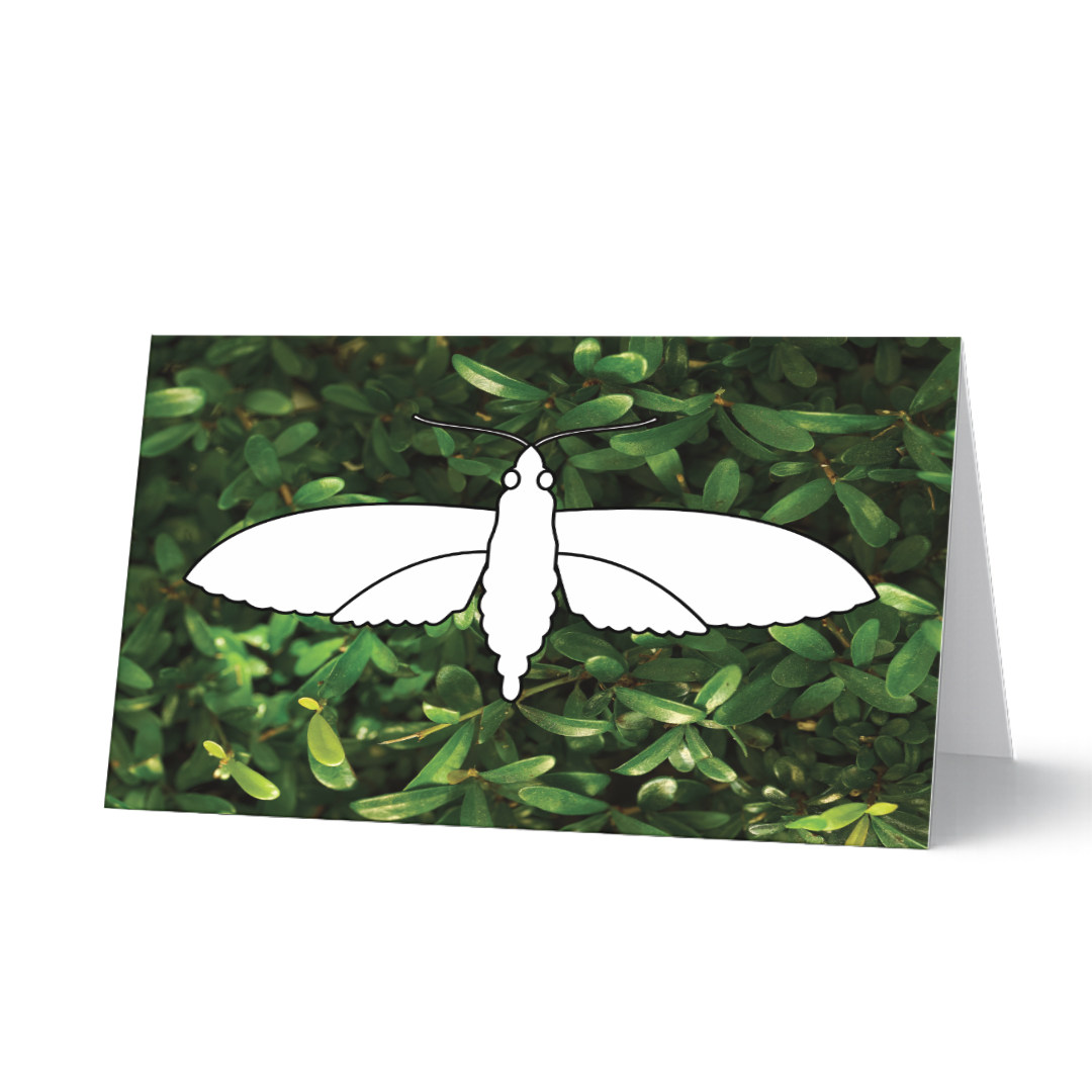 Schmetterlings-Grußkarte aus dem Set "Flügelleicht" zum Ausmalen auf Fotohintergrund. Ein weißer Schmetterling als Ausmalmotiv vor einem satten grünen Blätterhintergrund.