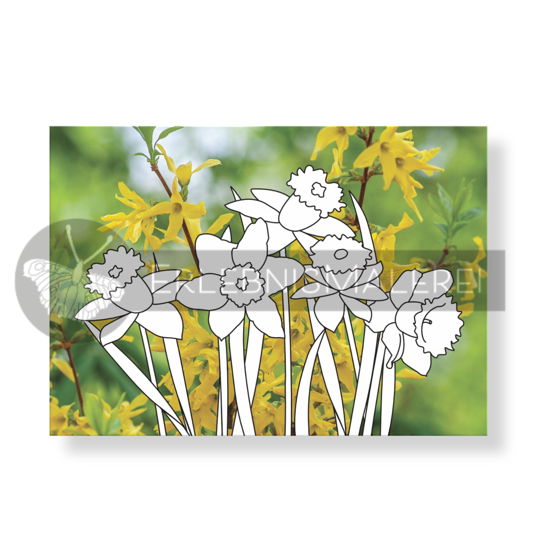Grußkarte Narzissen zum Ausmalen - Gelbe Frühlingsblumen
auf natürlichem Fotohintergrund