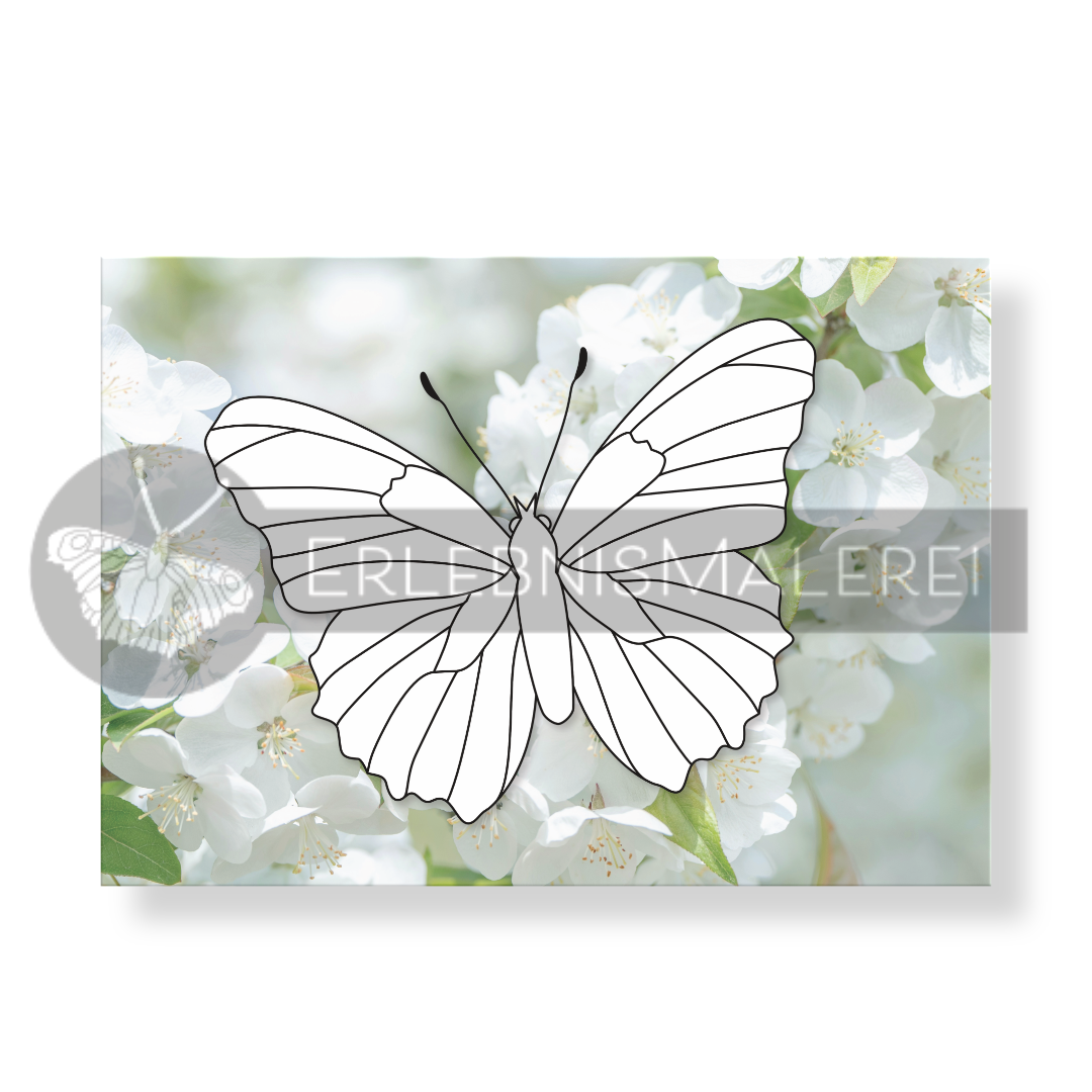 Ausmalkarte aus dem Malkarten-Set "Frühlingsflüstern" zum Ausmalen auf Fotohintergrund. Detaillierter Schmetterling als Ausmalvorlage auf Fotohintergrund mit weißen Kirschblüten.