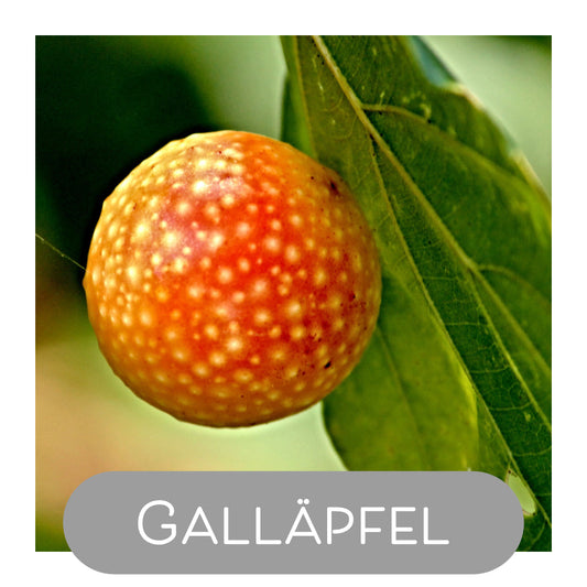 Galläpfel als Naturfarbe
