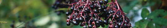 Naturfarbe Blau / Violett aus Holunder herstellen