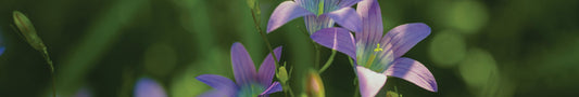 Naturfarbe Blauviolett aus Glockenblumen herstellen