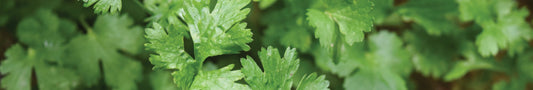 Naturfarbe dunkelgrün aus Petersilie herstellen