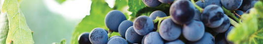 Naturfarbe violett / blau aus Weintrauben herstellen