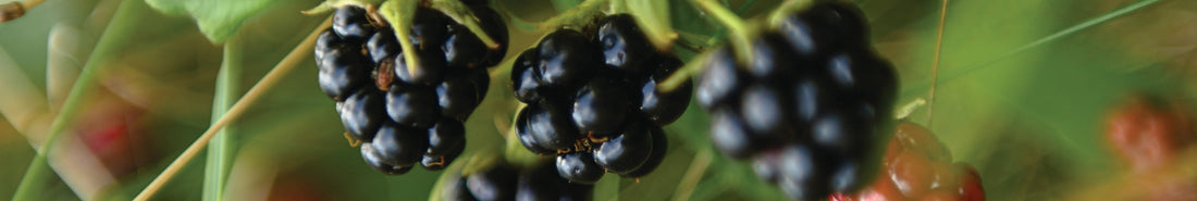 Violett zum Malen aus Brombeeren herstellen