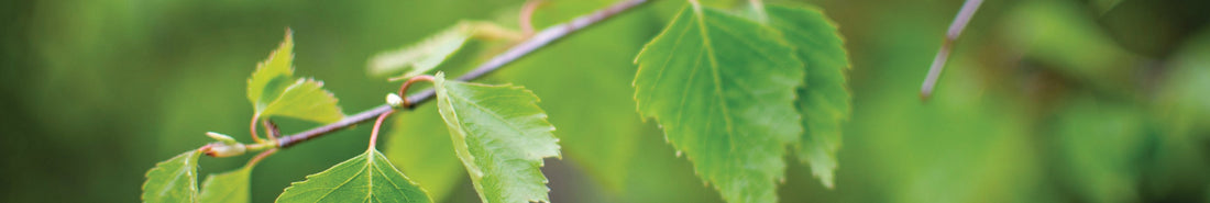 Naturfarbe Gelbgrün aus Birkenblättern herstellen