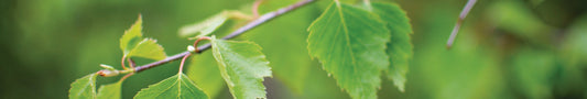 Naturfarbe Gelbgrün aus Birkenblättern herstellen