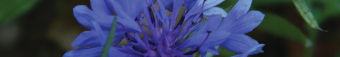 Naturfarbe Blau aus Kornblumen herstellen