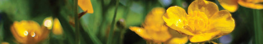 Goldgelbe Naturfarbe aus der Dotterblume gewinnen und malen