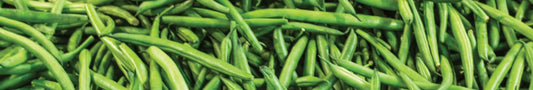 Malfarbe Grün natürlich aus Bohnen herstellen
