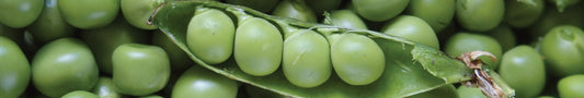 Naturfarbe grün aus Erbsen selbst herstellen