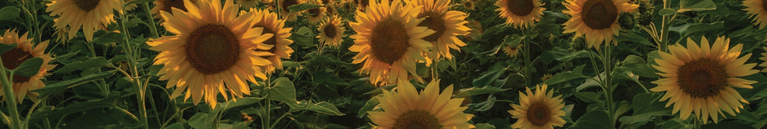 Mit Sonnenblumen malen: strahlendes Gelb selber herstellen