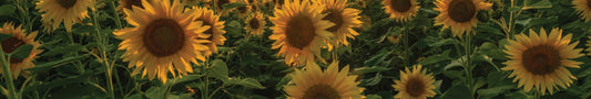 Mit Sonnenblumen malen: strahlendes Gelb selber herstellen
