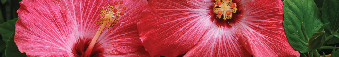 Naturfarbe magenta aus Hibiskus