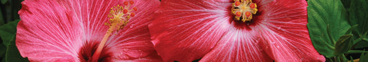 Naturfarbe magenta aus Hibiskus