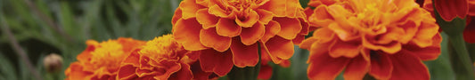 Mit der Ringelblume malen: Orangegelb selber herstellen