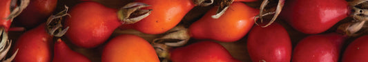 Naturfarbe rot-orange aus Hagebutten herstellen