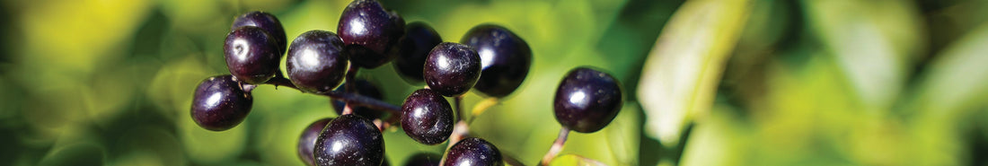 Naturfarbe dunkles violett aus Liguster herstellen