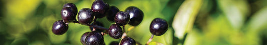 Naturfarbe dunkles violett aus Liguster herstellen