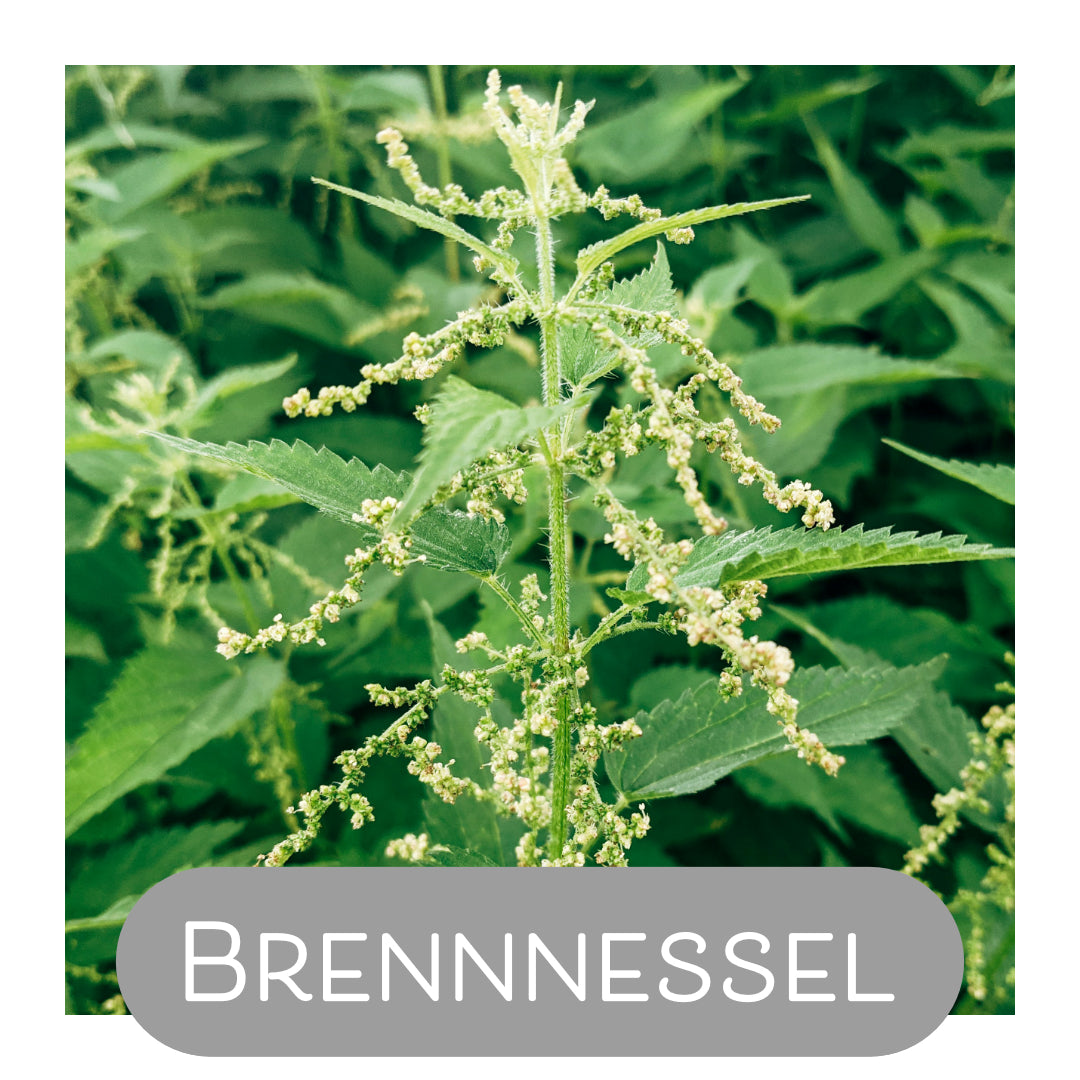 Brennnessel als Naturfarbe