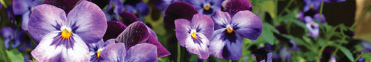Blaue Naturfarbe herstellen aus Stiefmütterchen