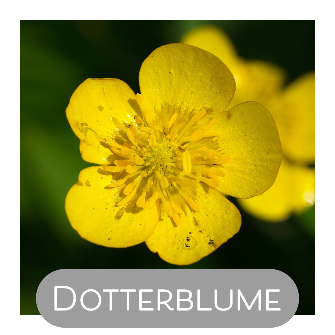 Dotterblume als Naturfarbe