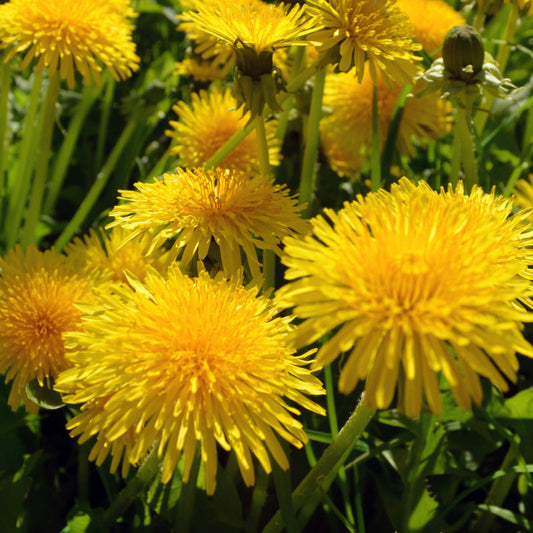 Naturfarbe Gelb aus Löwenzahn herstellen