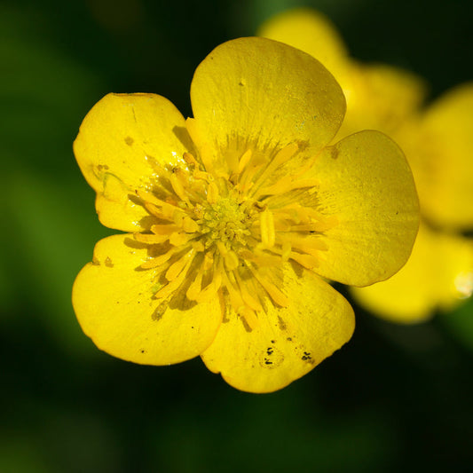 Naturfarbe gelb aus der Butterblume herstellen