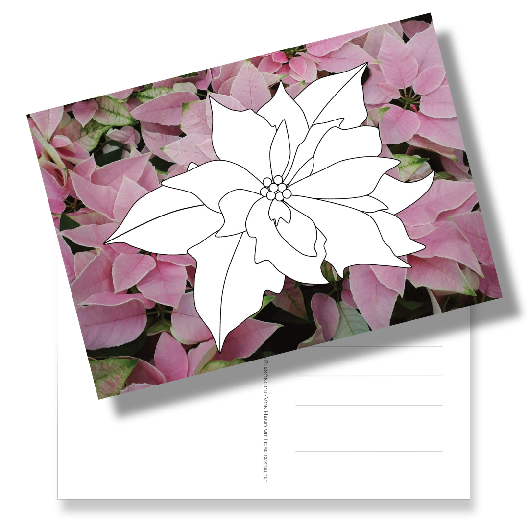 Postkarte mit Weihnachtsstern zum Ausmalen auf Weihnachtsstern-Fotohintergrund. Viel schöner als Motive im Malbuch zu verstecken. 