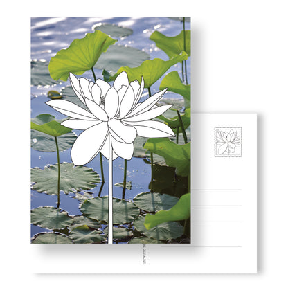 Postkarte mit Lotosblüte zum Ausmalen auf sommerlichen Fotohintergrund. Rückseite mit Adressfeld und gestalteter Briefmarke mit einer Lotusblume.