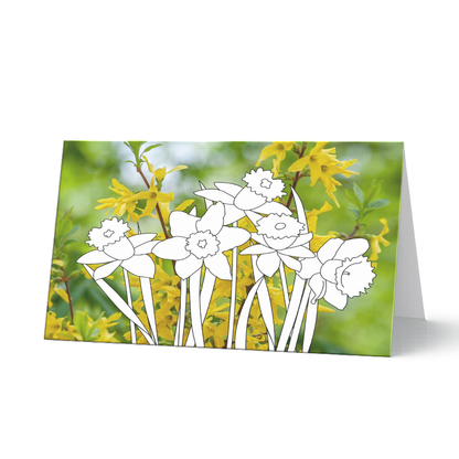 Grußkarte aus dem Grußkartenset "Frühlingsgrüße" (5 Stück verschiedene Motive) zum Ausmalen. Mehrere Narzissen als Ausmalvorlage vor einem leuchtend grünen Fotohintergrund mit gelben Forsythienblüten.