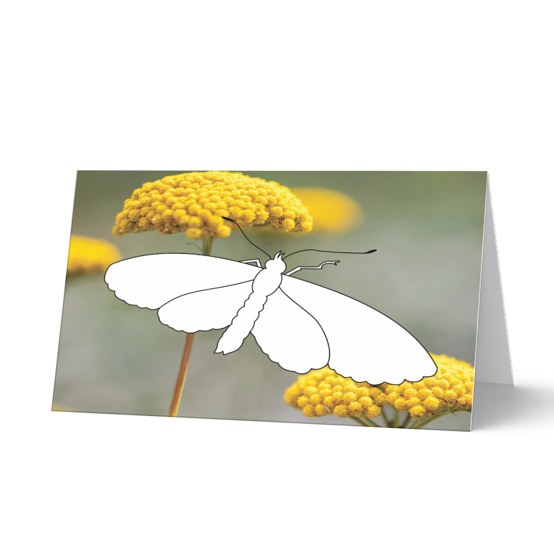 Grußkarte aus dem Schmetterlings-Set "Flügelleicht" zum Ausmalen auf Fotohintergrund. Weißer Schmetterling als Ausmalmotiv vor einem Hintergrund aus leuchtend gelben Schafgarbenblüten.
