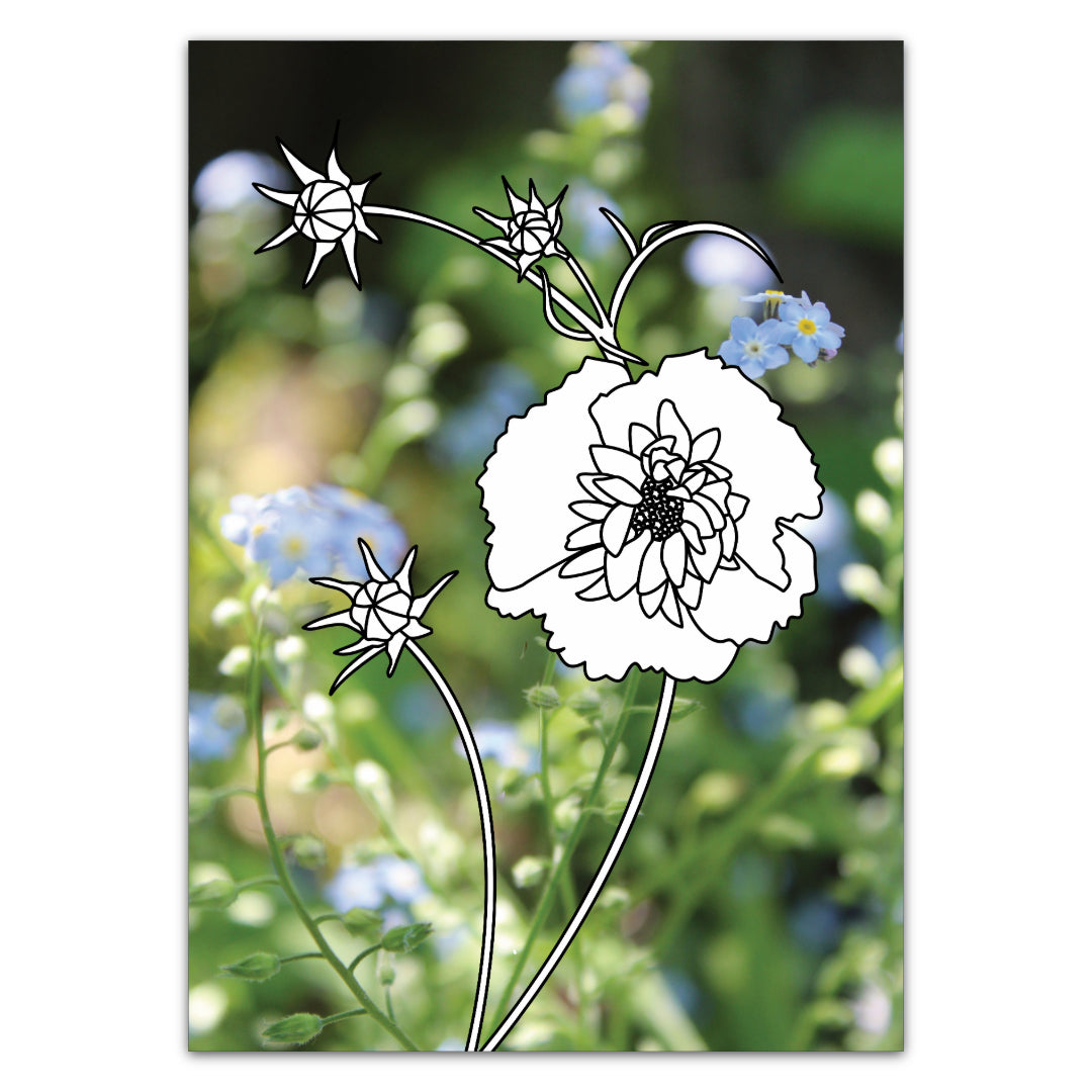 Malkarte mit der Blume Cosma zum Ausmalen