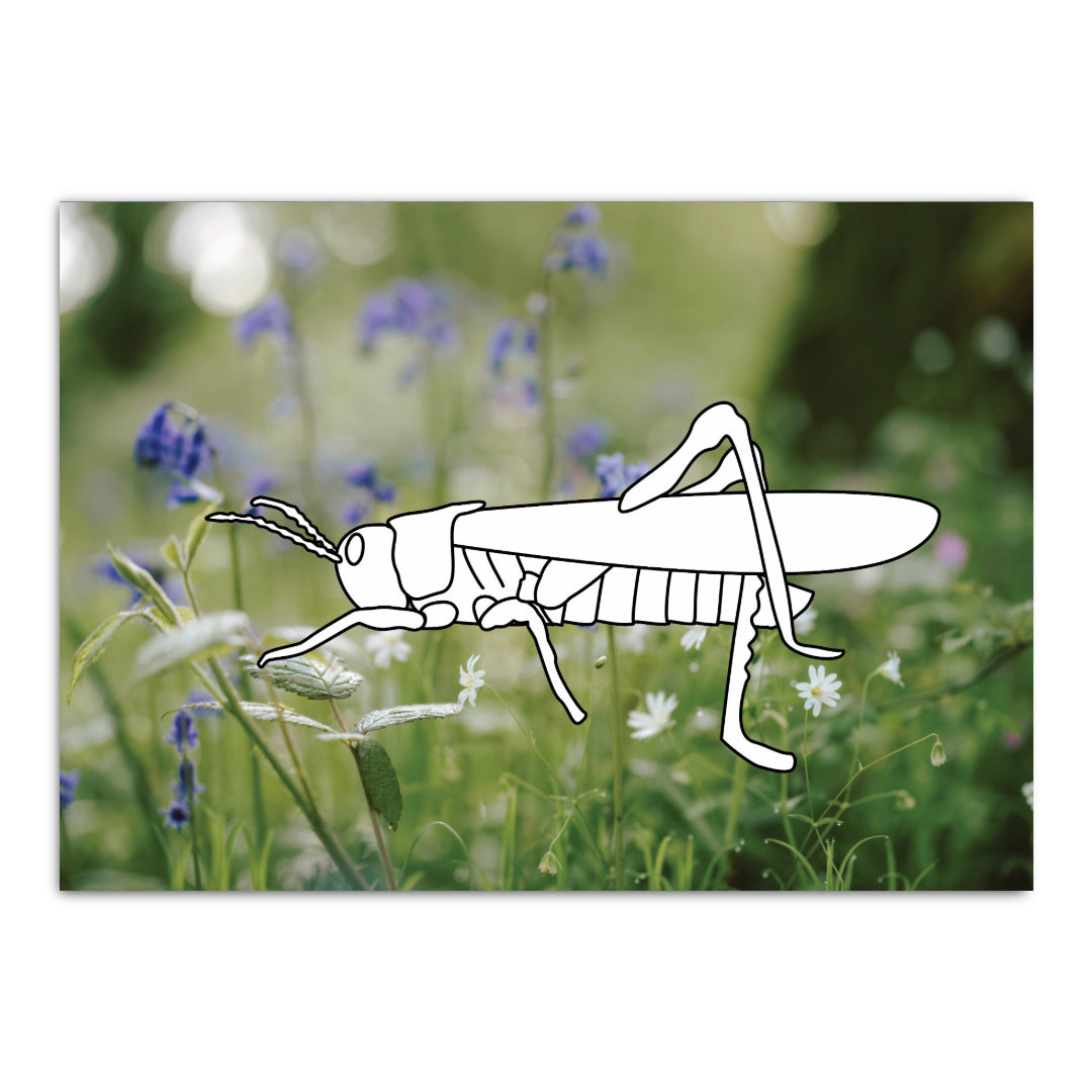 Malkarte mit Heuschrecke. Detailreiches Insektenmotiv zum Ausmalen.